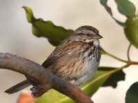 Sparrow2.jpg