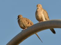 Doves.jpg