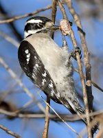 DownyWoodpecker8.jpg