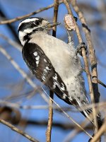 DownyWoodpecker9.jpg