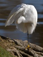 Egret2.jpg