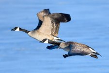 GooseFlight-216.jpg