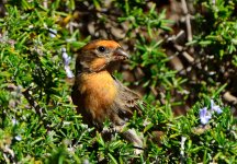 ROY_0324.JPG