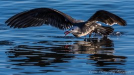 DSC_9007.jpg