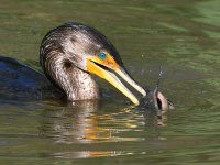 Cormorant.jpg