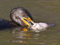 Cormorant3.jpg