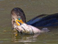 Cormorant2.jpg
