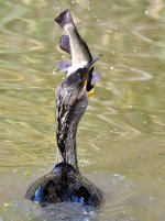 Cormorant6.jpg