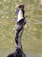 Cormorant7.jpg