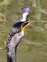 Cormorant8.jpg