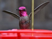 Hummer.jpg