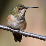 Hummer7.jpg