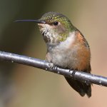 Hummer8.jpg