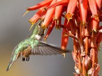 Hummer17.jpg