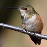 Hummer10.jpg