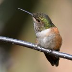 Hummer9.jpg