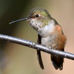 Hummer11.jpg