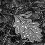 B&W leaf.jpg