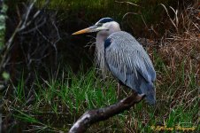 DSC_6047.jpg