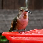 Hummer6.jpg