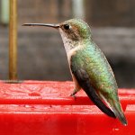 Hummer10.jpg