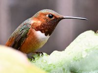 Hummer15.jpg