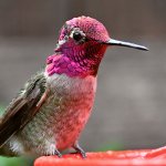 Hummer20.jpg