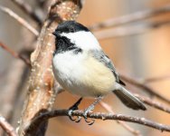 Chickadee-202.jpg