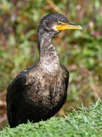 Cormorant3.jpg
