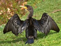 Cormorant4.jpg