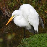 Egret9.jpg