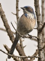 ScrubJay.jpg