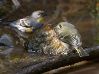 Vireo3.jpg