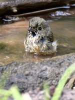 Vireo5.jpg