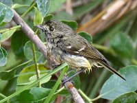 Vireo8.jpg