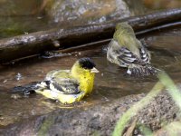 Goldfinch.jpg