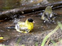 Goldfinch3.jpg