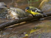 Goldfinch4.jpg