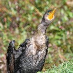 Cormorant2.jpg