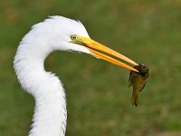 Egret4.jpg