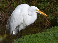 Egret6.jpg