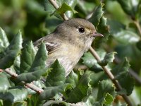 Vireo.jpg