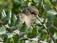 Vireo2.jpg