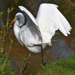 Egret5.jpg