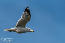 02-04-2017_0255-Edit.jpg