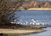 DSC_2482 low res.jpg