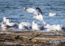 DSC_2482 crop low res.jpg