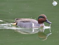 ROY_0520.JPG