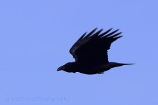 2-4-17-cr_DSC_4656.jpg