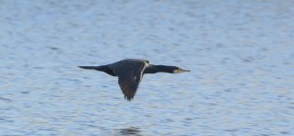 DSC_0106-2.jpg
